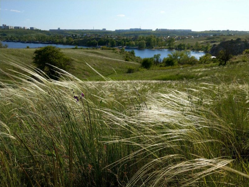 Ковыль волосатик Stipa capillata