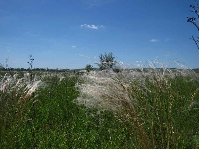 Ковыль перистый плод