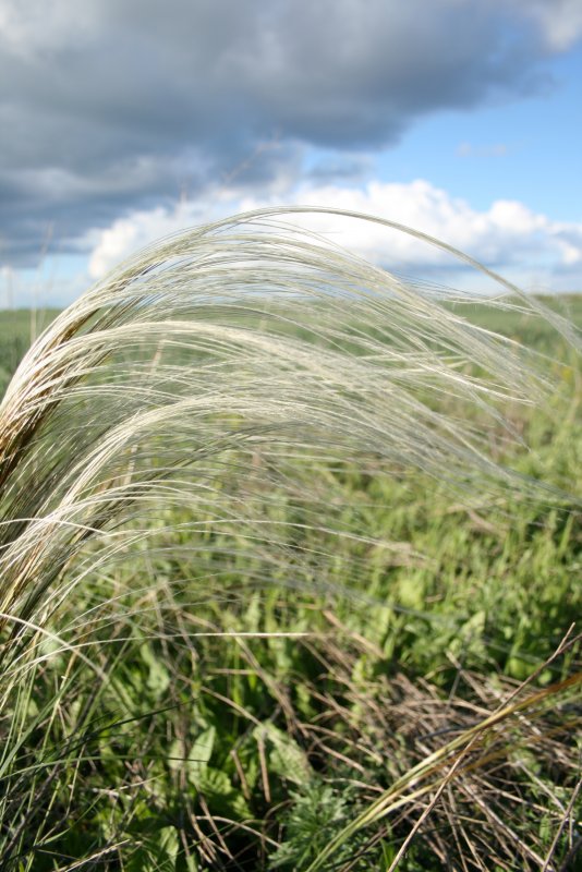 Ковыль (Stipa)