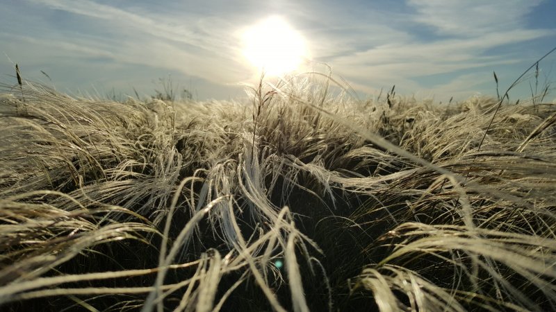 Stipa Ucrainica (ковыль украинский) битак