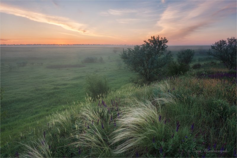 Ковыль Днепровский
