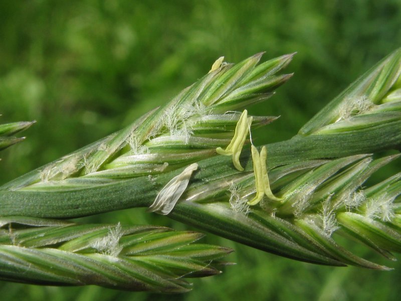 Райграс Arrhenatherum