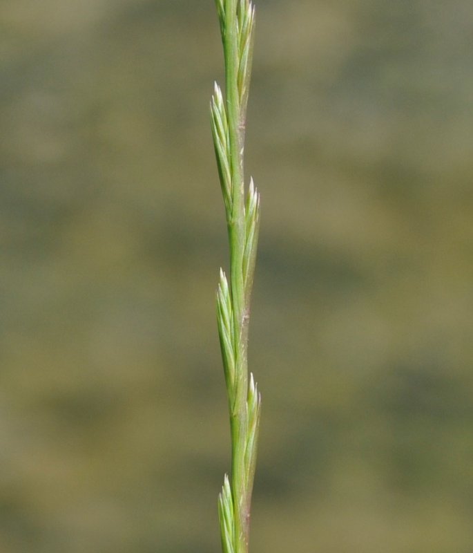 Плевел многолетний (Lolium perenne)