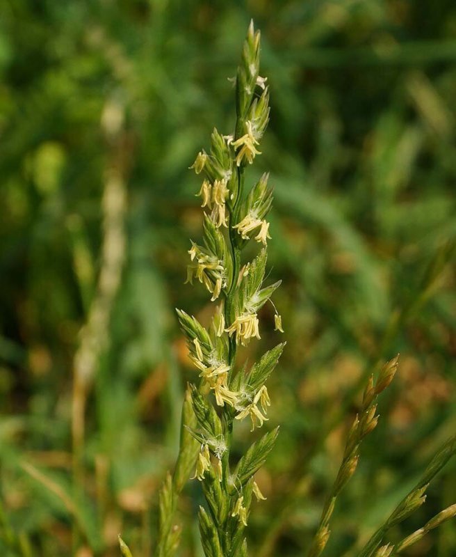 Райграс пастбищный Lolium perenne