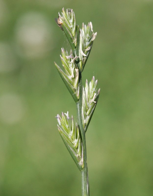 Райграс пастбищный (Lolium perenne l.)