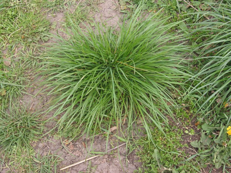 Lolium temulentum