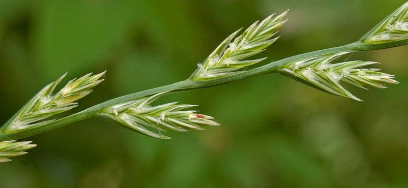 Райграс многолетний (Lolium perenne)