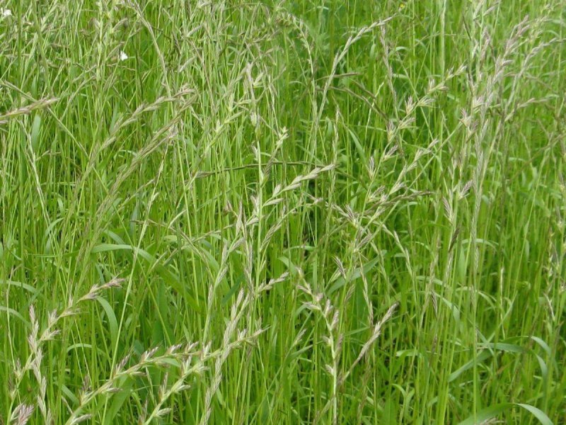 Райграс многолетний (Lolium perenne)