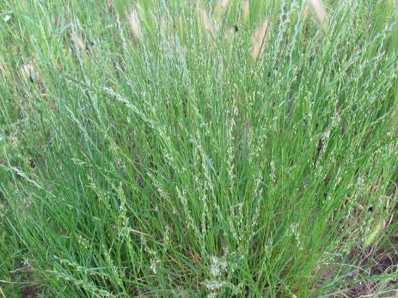 Райграс многолетний (Lolium perenne)