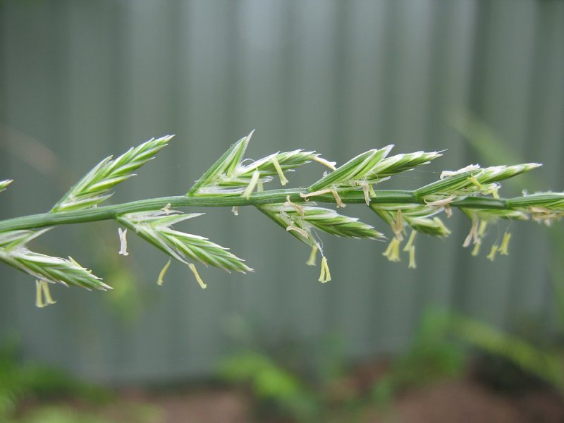 Райграс многолетний (Lolium perenne)