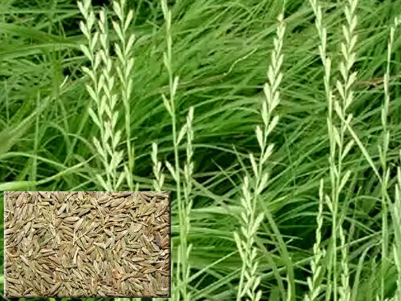 Lolium rigidum Gaudin