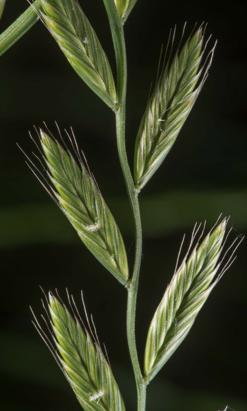 Lolium temulentum