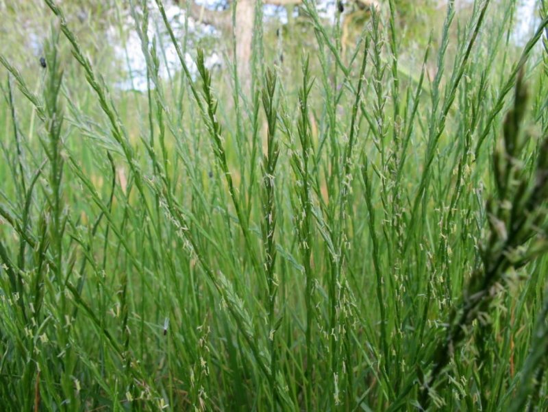 Райграс пастбищный Lolium perenne
