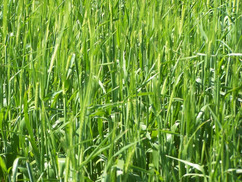 Райграс многолетний (Lolium perenne)