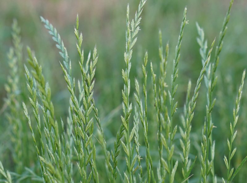 Плевел многолетний Lolium perenne l.