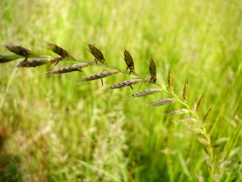 Lolium rigidum