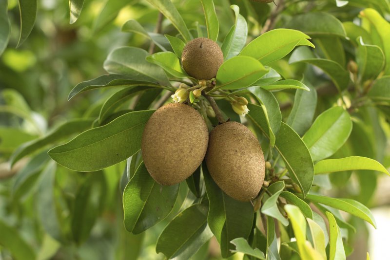 Саподилла (Sapodilla)