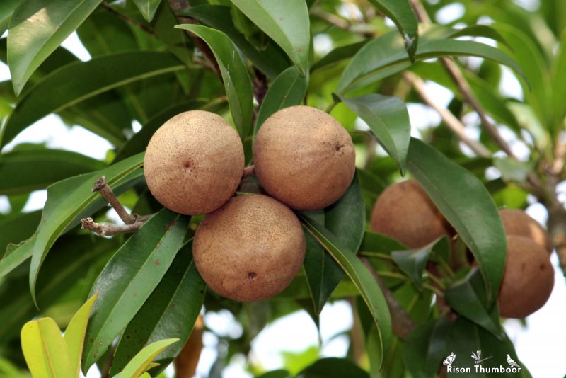 Manilkara zapota