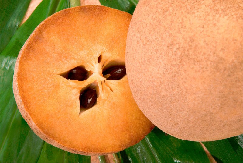 Дерево Chicozapote