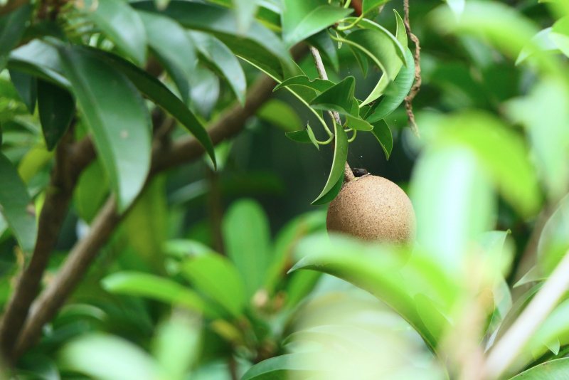 Manilkara zapota