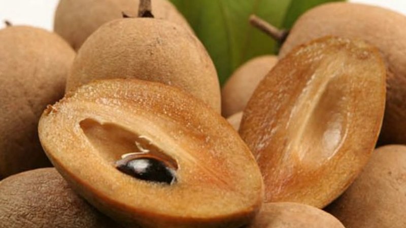 Manilkara zapota