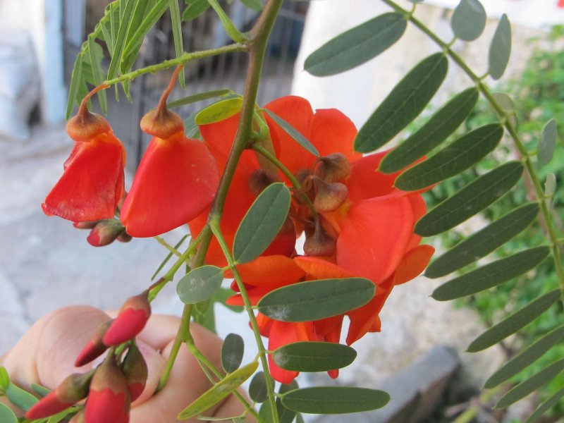 Sesbania grandiflora (Сесбания)