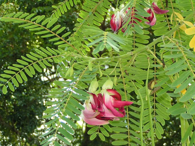 Sesbania tomentosa