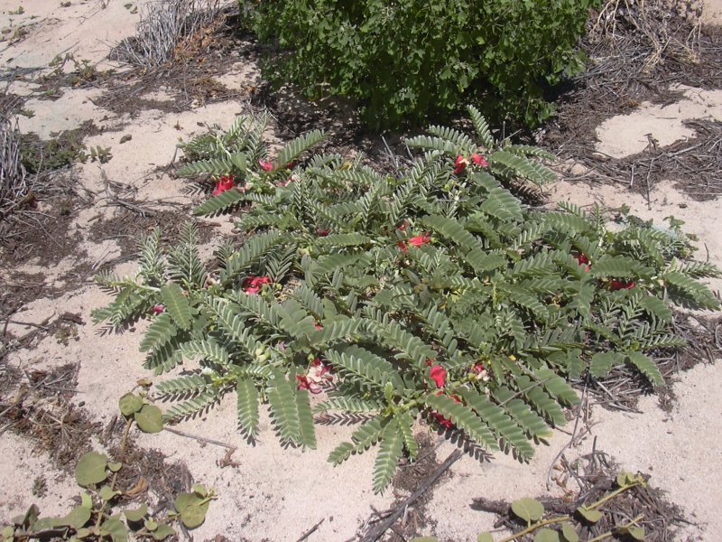 Sesbania grandiflora