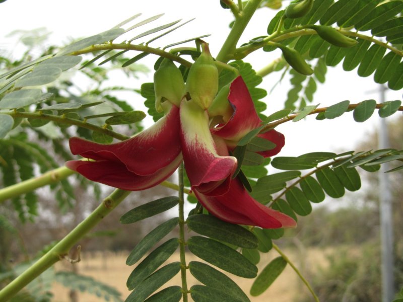 Sesbania punicea