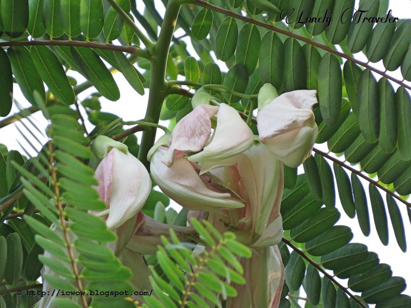 Red Sesbania grandiflora в горшке