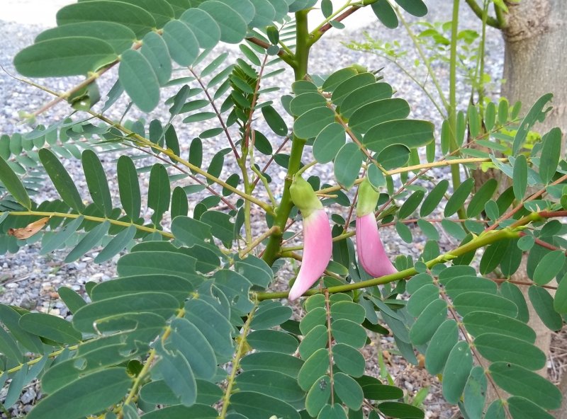 Sesbania tomentosa