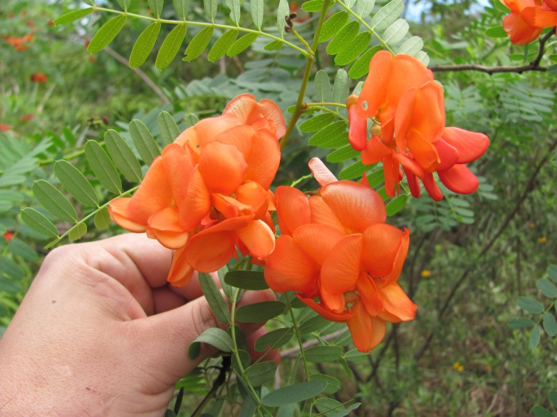 Sesbania punicea