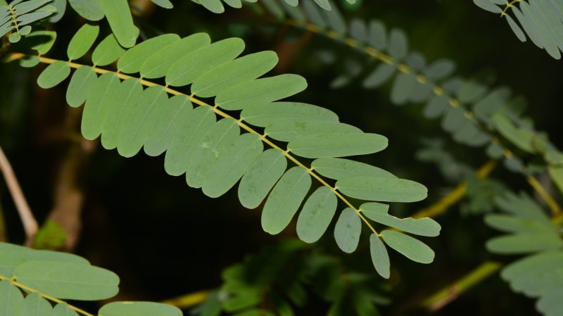 Sesbania AGASTA (Сесбания)