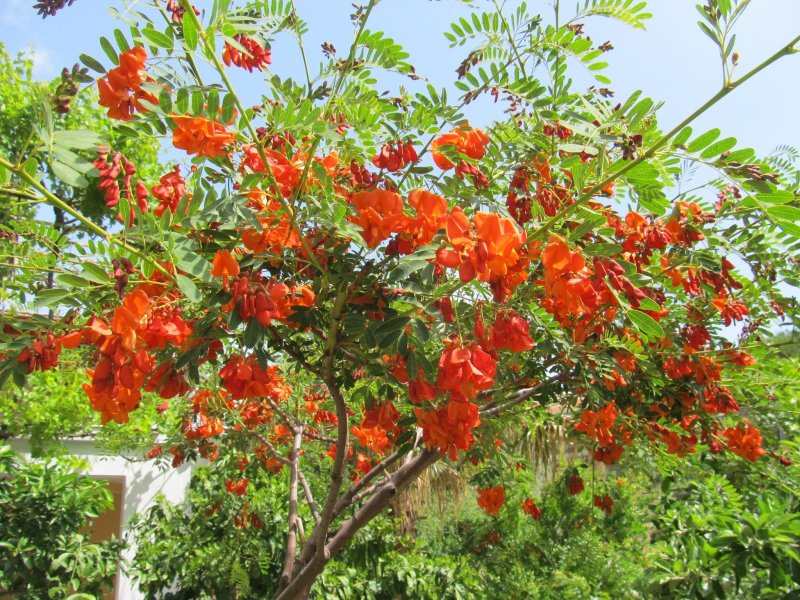 Sesbania grandiflora