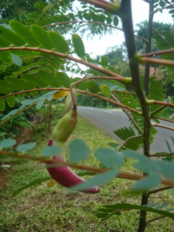 Sesbania AGASTA (Сесбания)