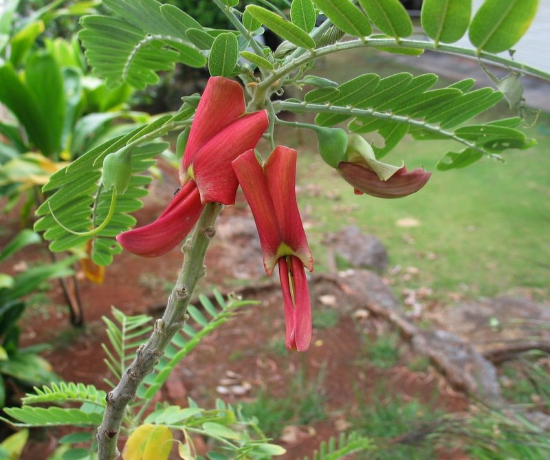 Sesbania punicea