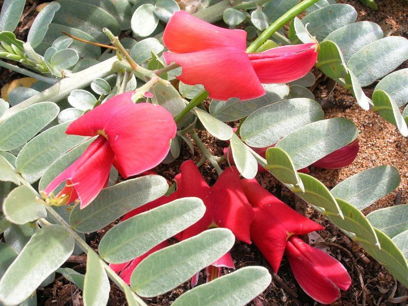 Sesbania grandiflora