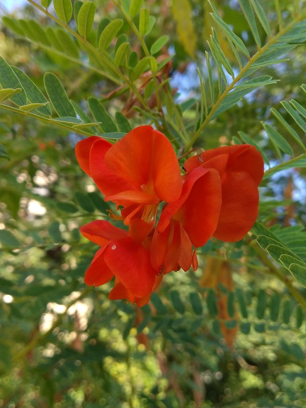 Sesbania tomentosa