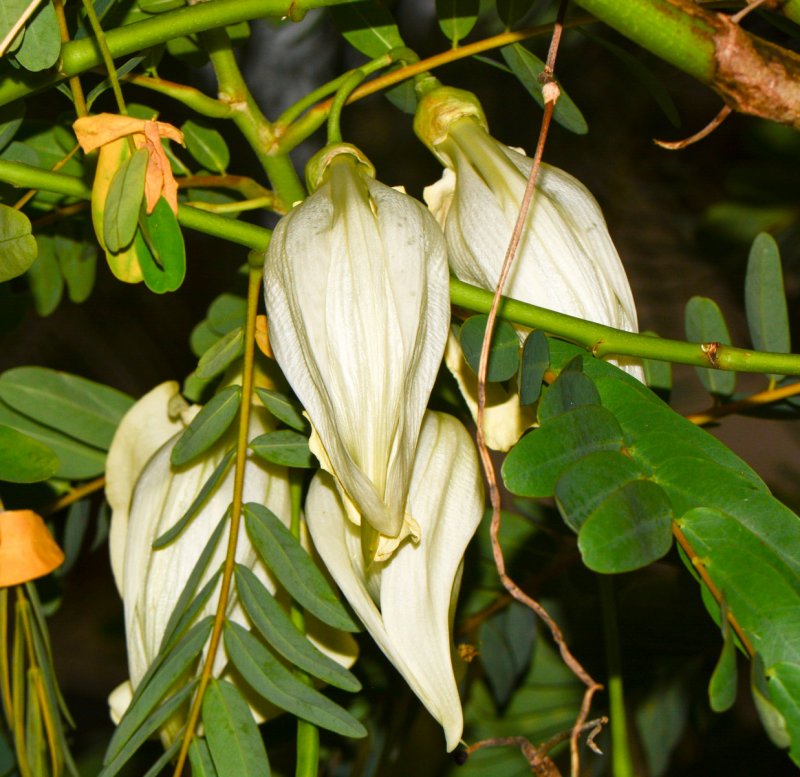 Sesbania exaltata (Raf) Cory -