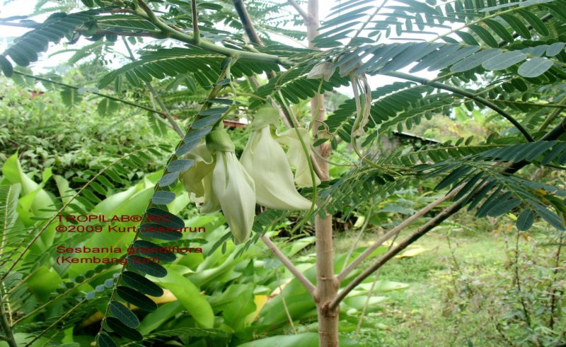 Sesbania grandiflora
