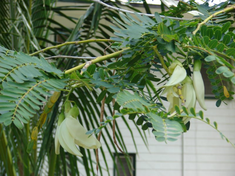 Sesbania grandiflora