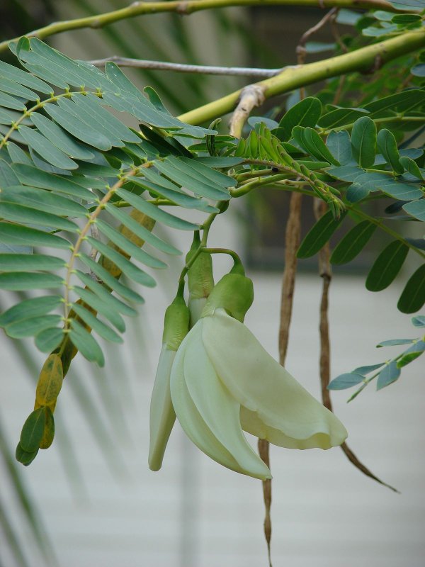 Sesbania grandiflora (Сесбания)
