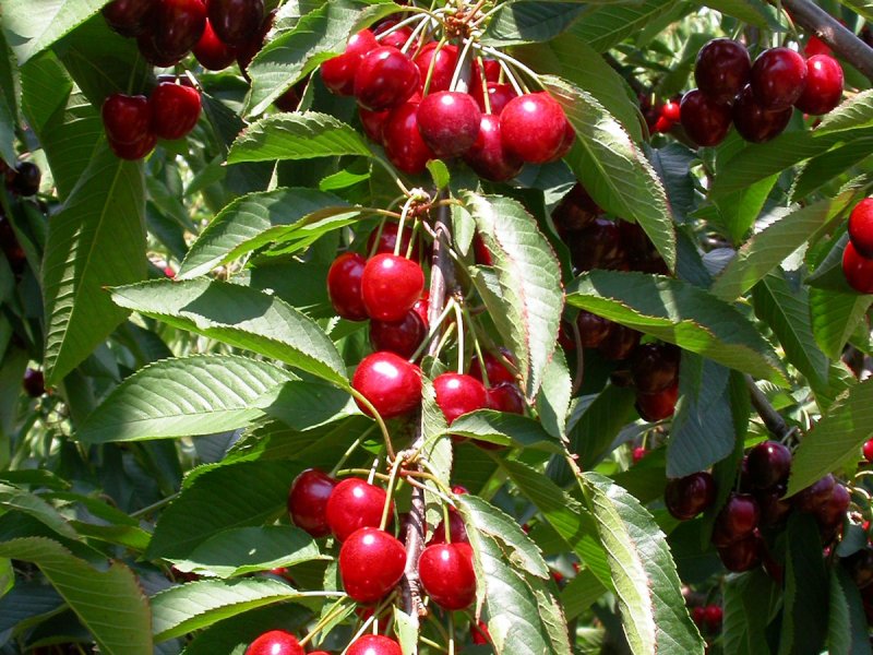 Вишня карликовая Анна