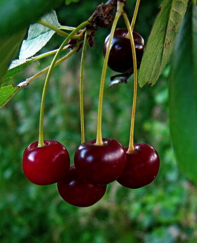 Двойная вишня
