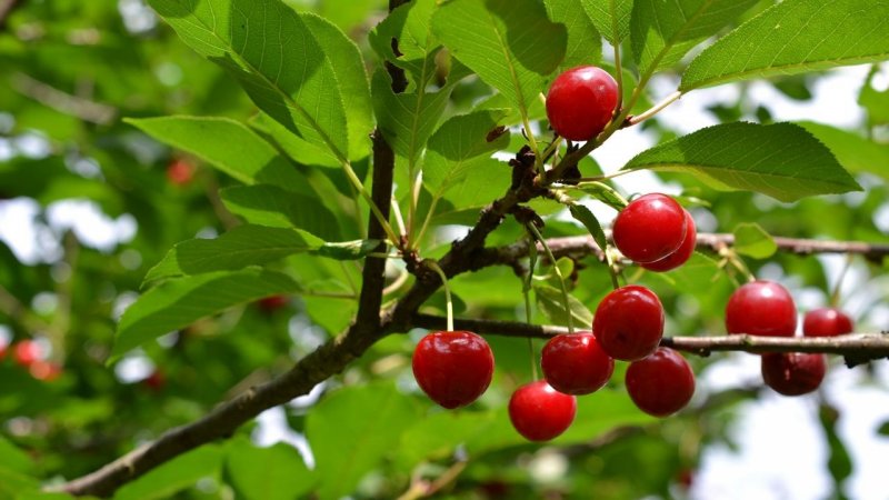 Вишня бородавчатая
