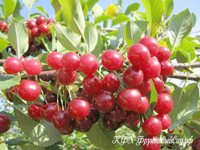 Черешня Рубиновая Никитина
