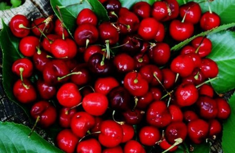 Вишня пенсильванская плод