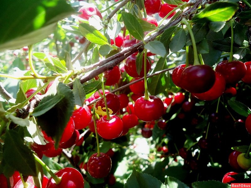 Карликовая черешня