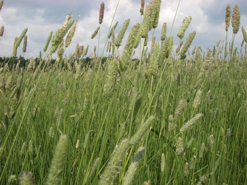 Timothy grass декоративная