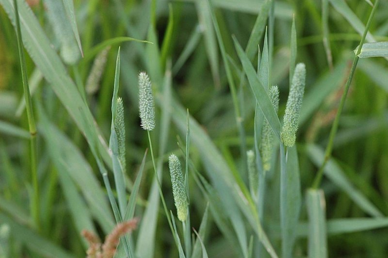 Тимофеевка Луговая Phleum pratense